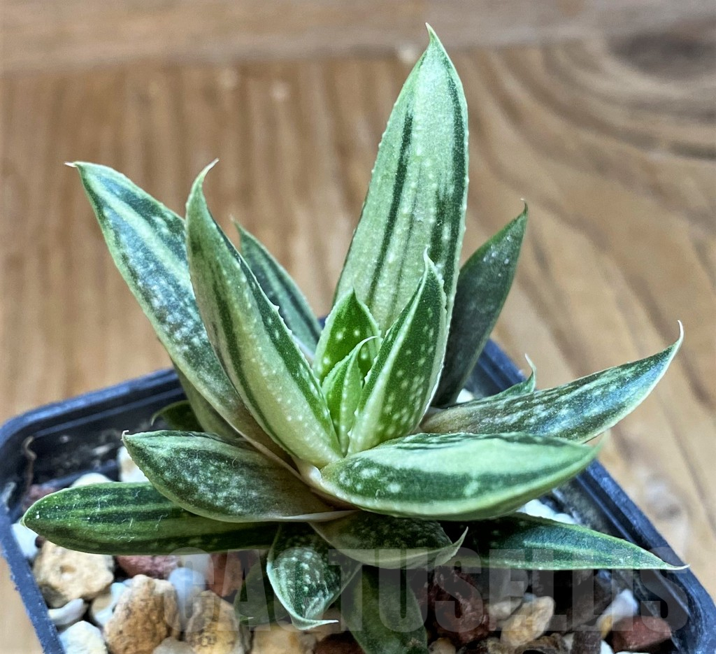 SH10543 Gasteraloe hybrid