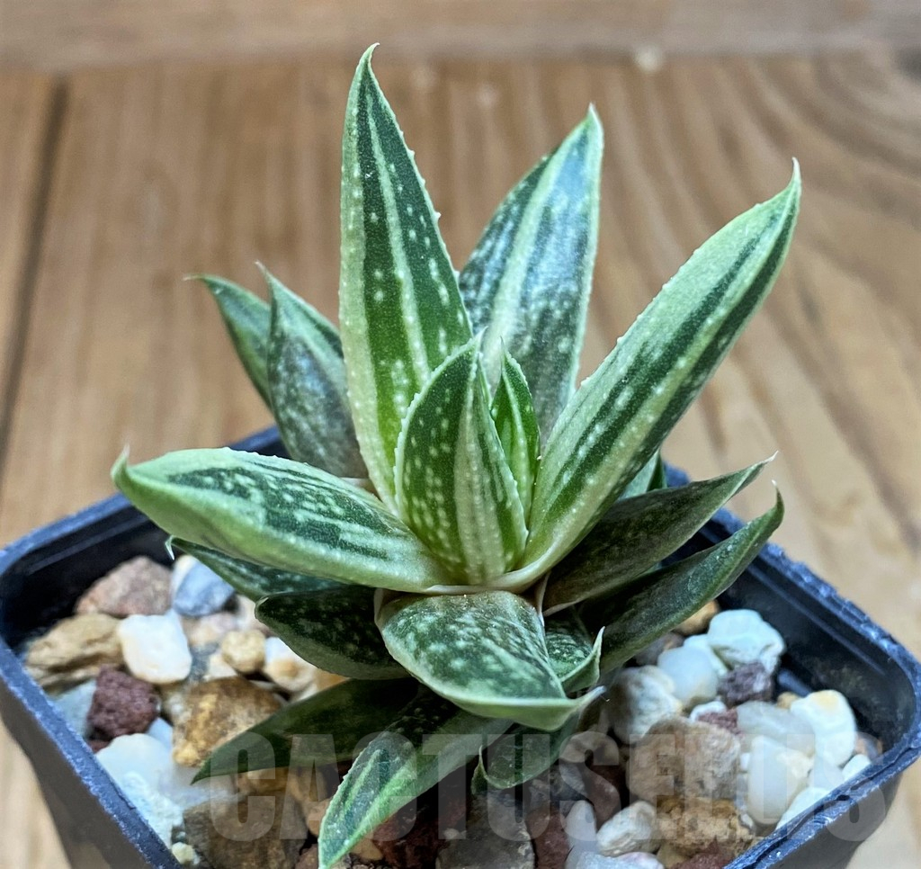 SH10543 Gasteraloe hybrid - Image 2