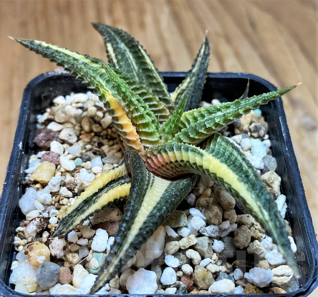 SH10545 Haworthia limifolia f. variegata