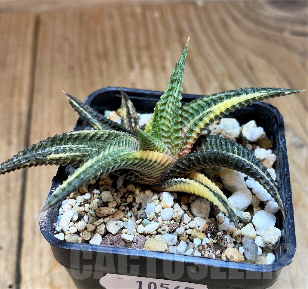 SH10545 Haworthia limifolia f. variegata - Image 2