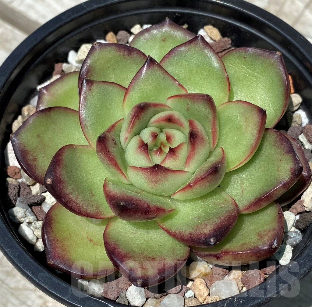 SH10562 Echeveria ‘Polaroid Anna’