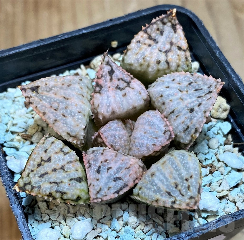 SH10549 Haworthia picta ‘April’