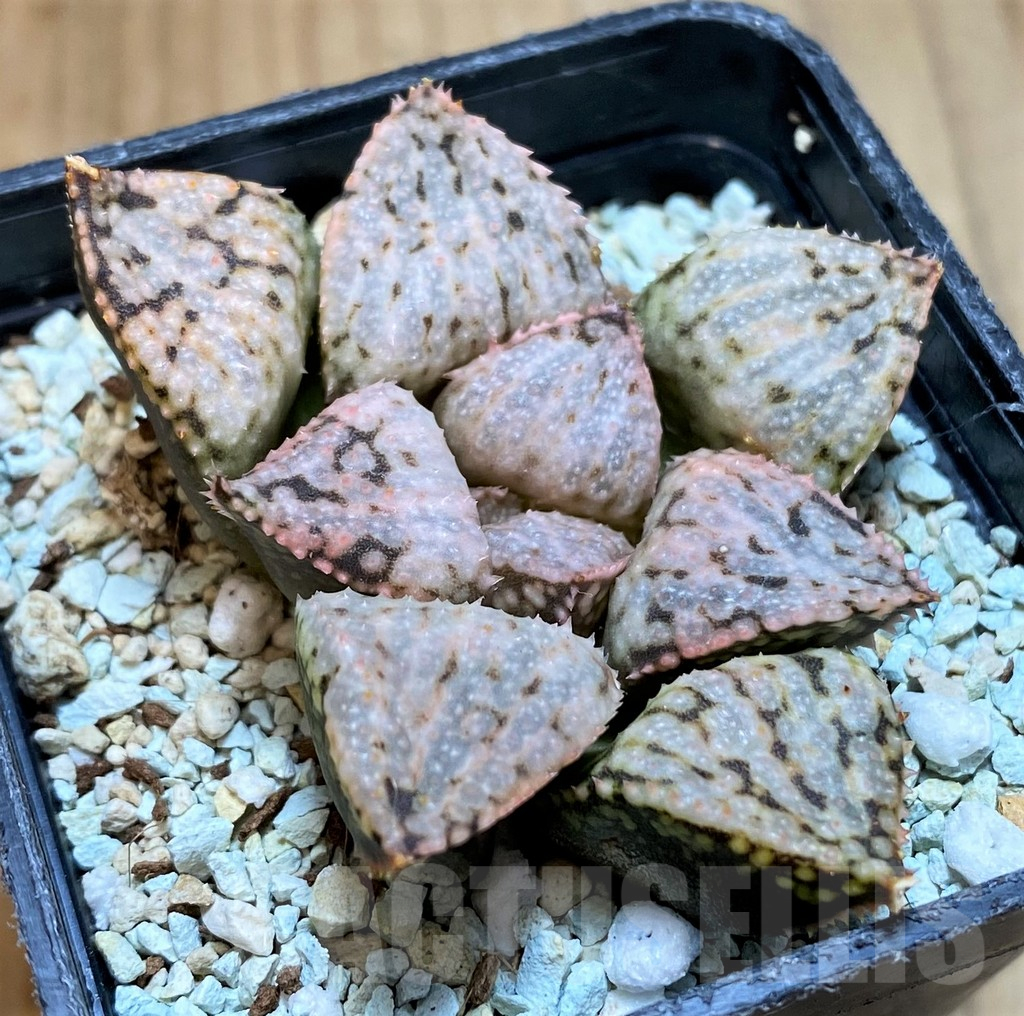 SH10549 Haworthia picta ‘April’ - Image 2