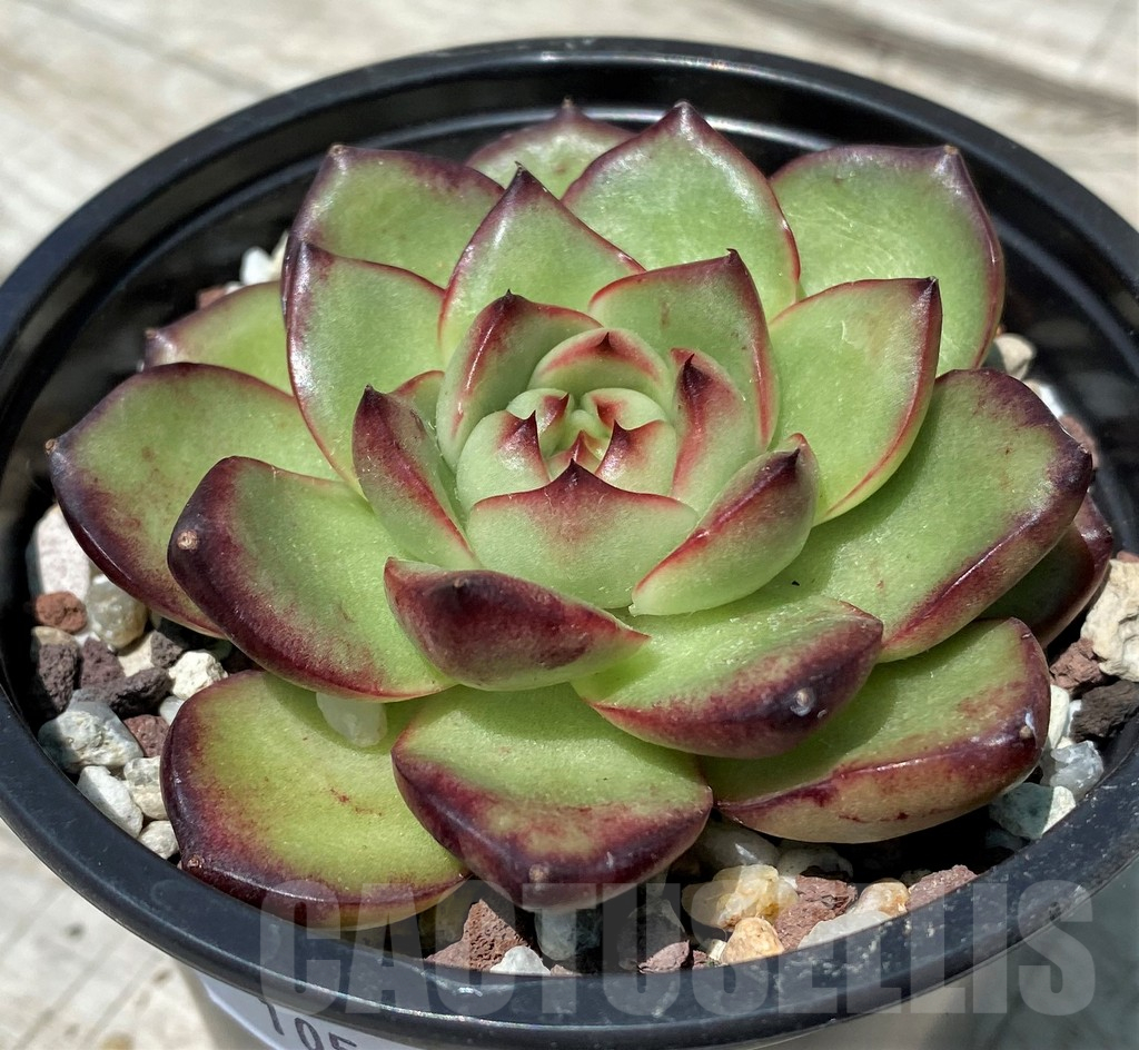 SH10562 Echeveria ‘Polaroid Anna’ - Image 2