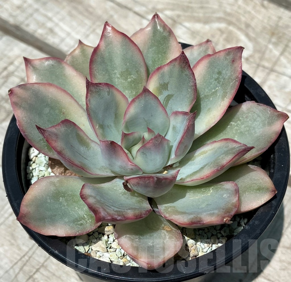 SH10565 Echeveria ‘Moon Goddess’ f. variegata