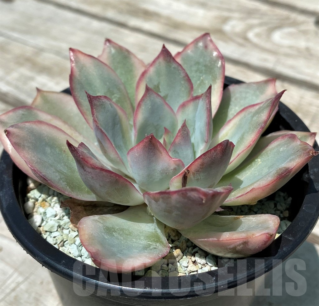 SH10565 Echeveria ‘Moon Goddess’ f. variegata - Image 2