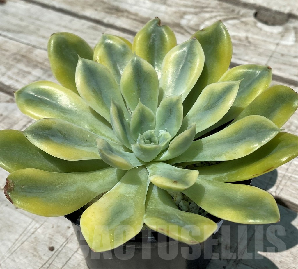 SH10566 Echeveria 'Moon Fairy' f. variegata - Image 2