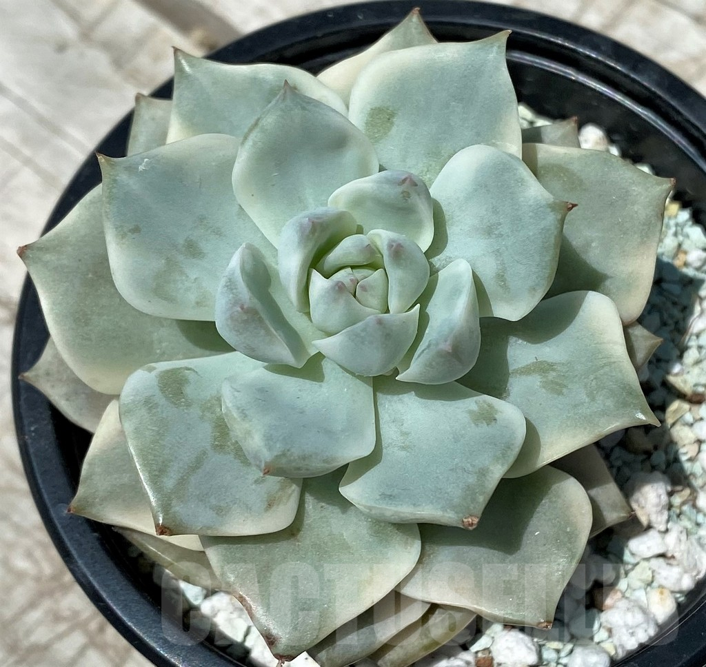 SH10572 Echeveria hybrid
