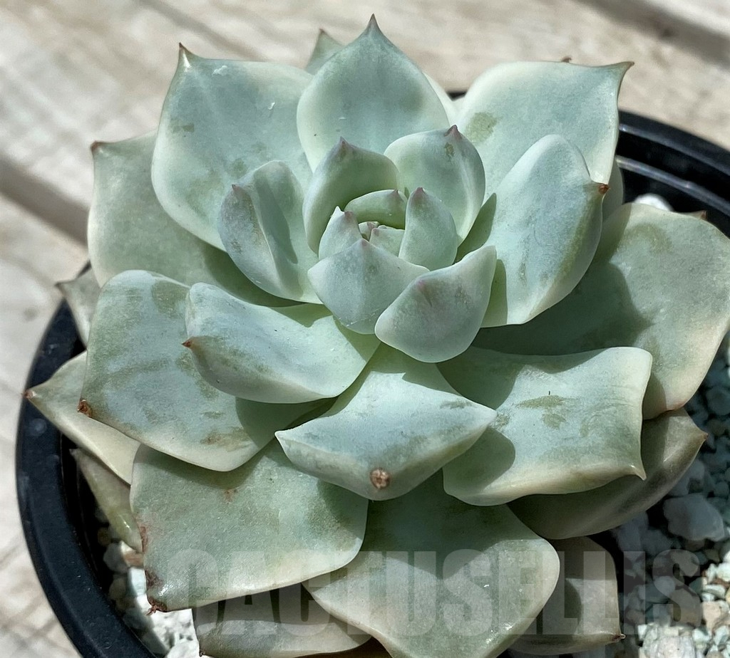 SH10572 Echeveria hybrid - Image 2