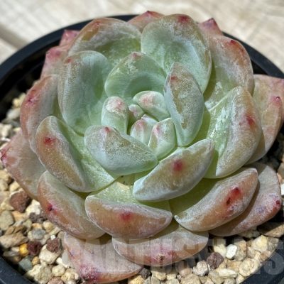 SH10573 Echeveria hybrid