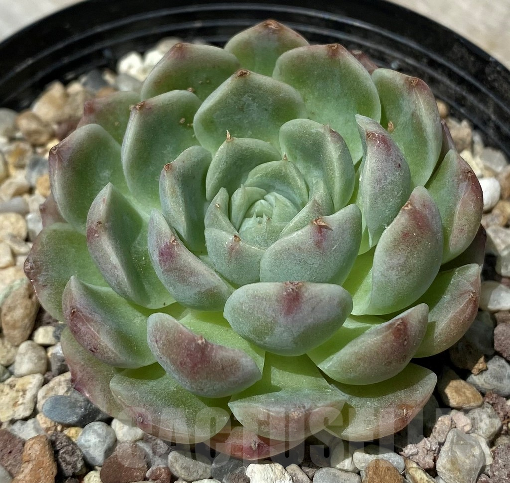 SH10574 Echeveria hybrid - Image 2