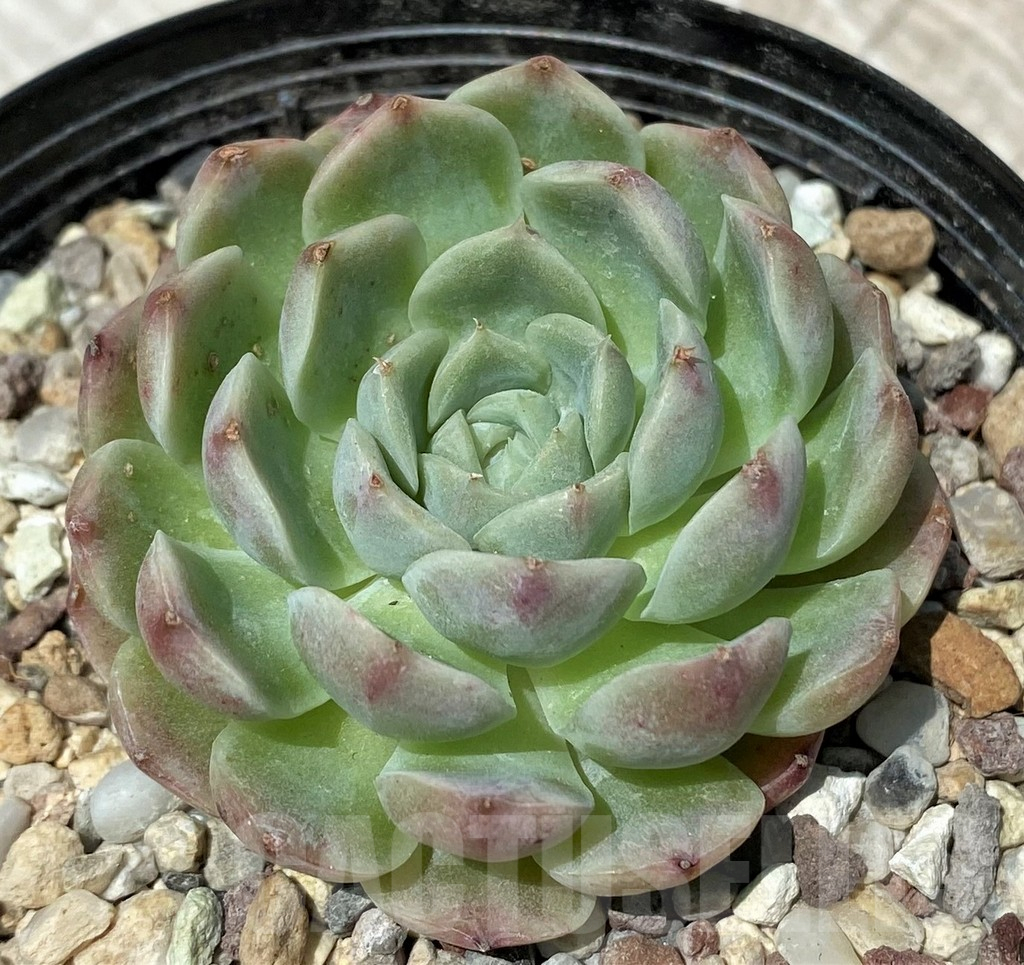 SH10574 Echeveria hybrid