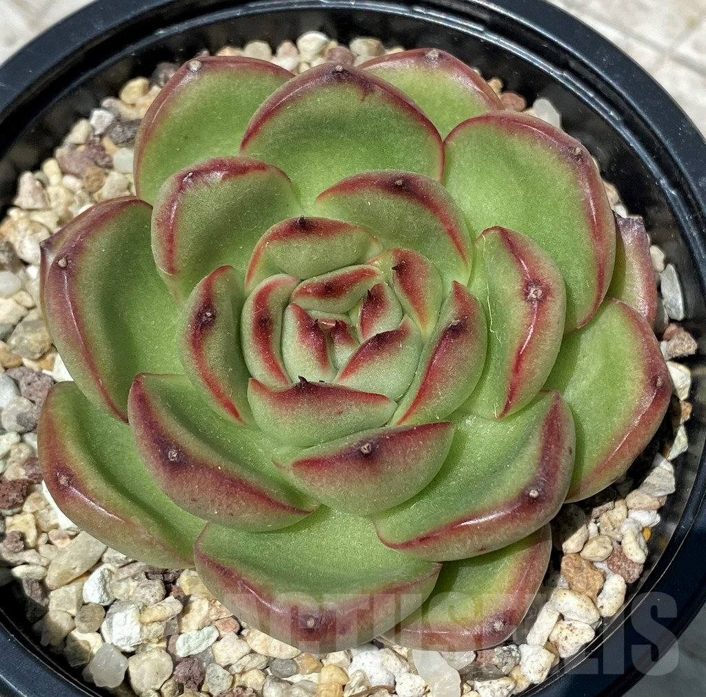 SH10575 Echeveria 'Moonstone' - Image 2