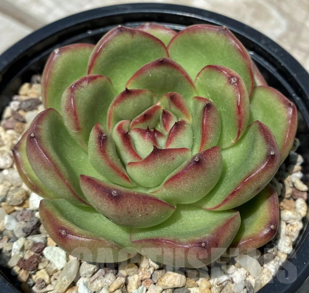 SH10575 Echeveria 'Moonstone'
