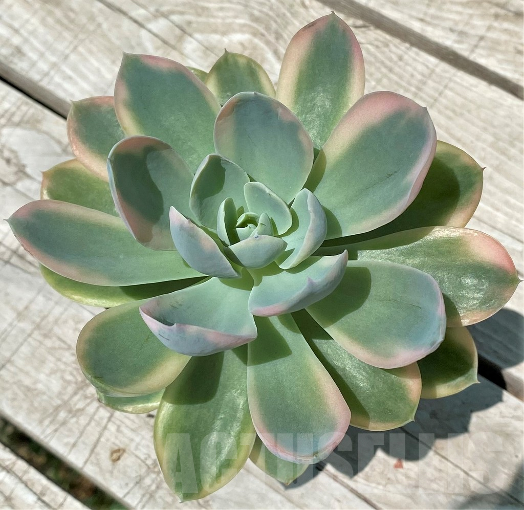 SH10579 Echeveria 'Pink Vera' f. variegata - Image 2