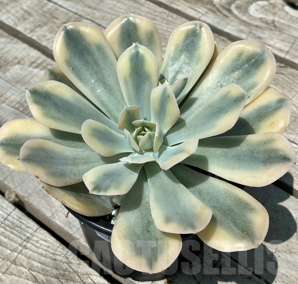 SH10582 Echeveria 'Runyonii' f. variegata