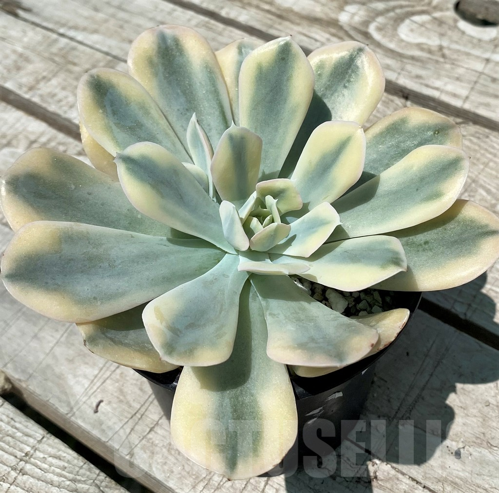 SH10582 Echeveria 'Runyonii' f. variegata - Image 2