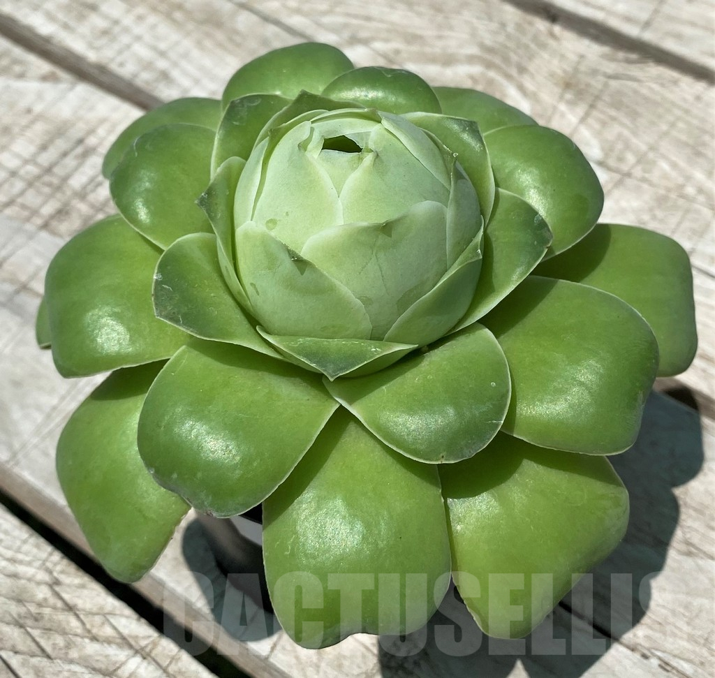 SH10585 Greenovia sp. - Image 2