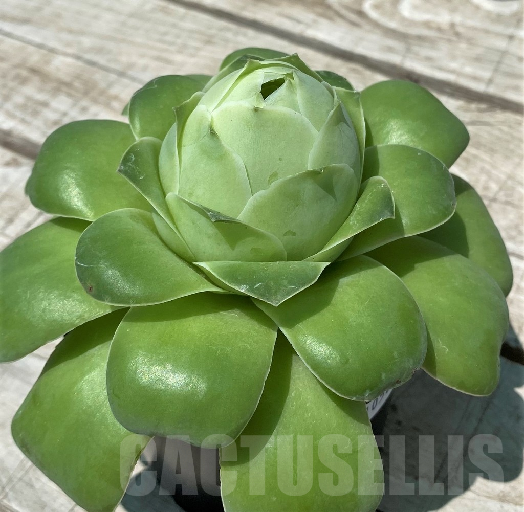 SH10585 Greenovia sp.