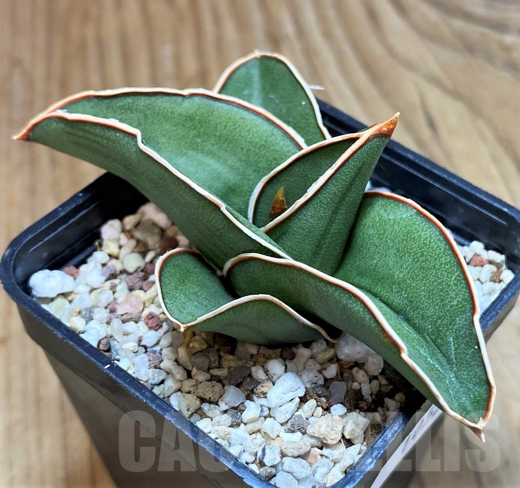 SH10520 Sansevieria 'Samurai' - Image 2