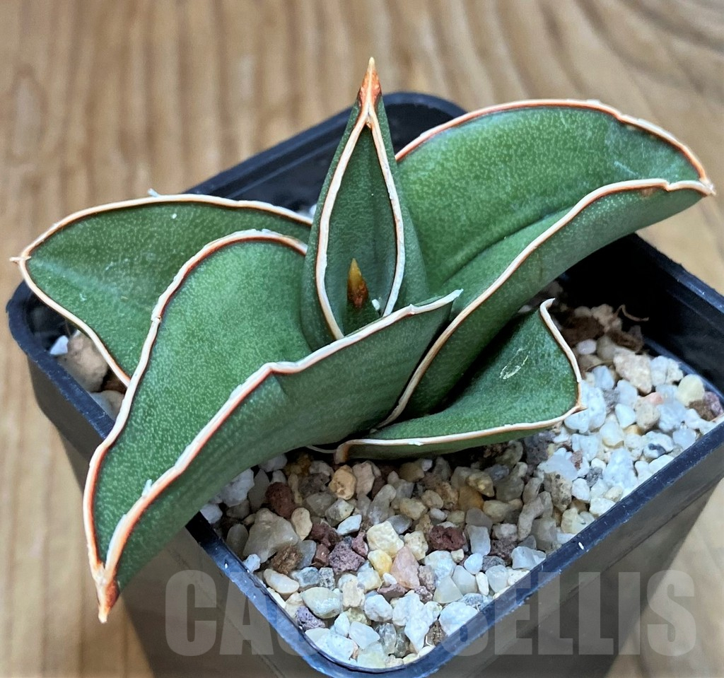 SH10520 Sansevieria 'Samurai'