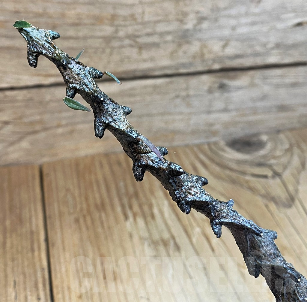 SH10522 Ceropegia bosseri