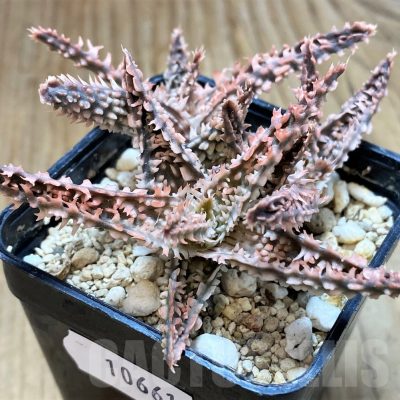 SH10661 Aloe TCT hybrid