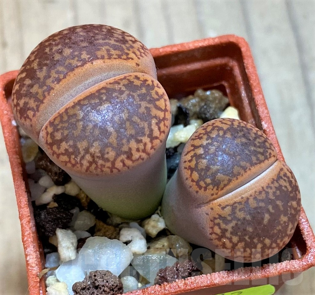 SH10702 Lithops aucampiae v. koelemanii C016, SH1663 - Image 2