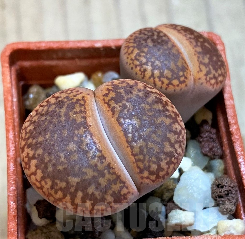 SH10702 Lithops aucampiae v. koelemanii C016, SH1663