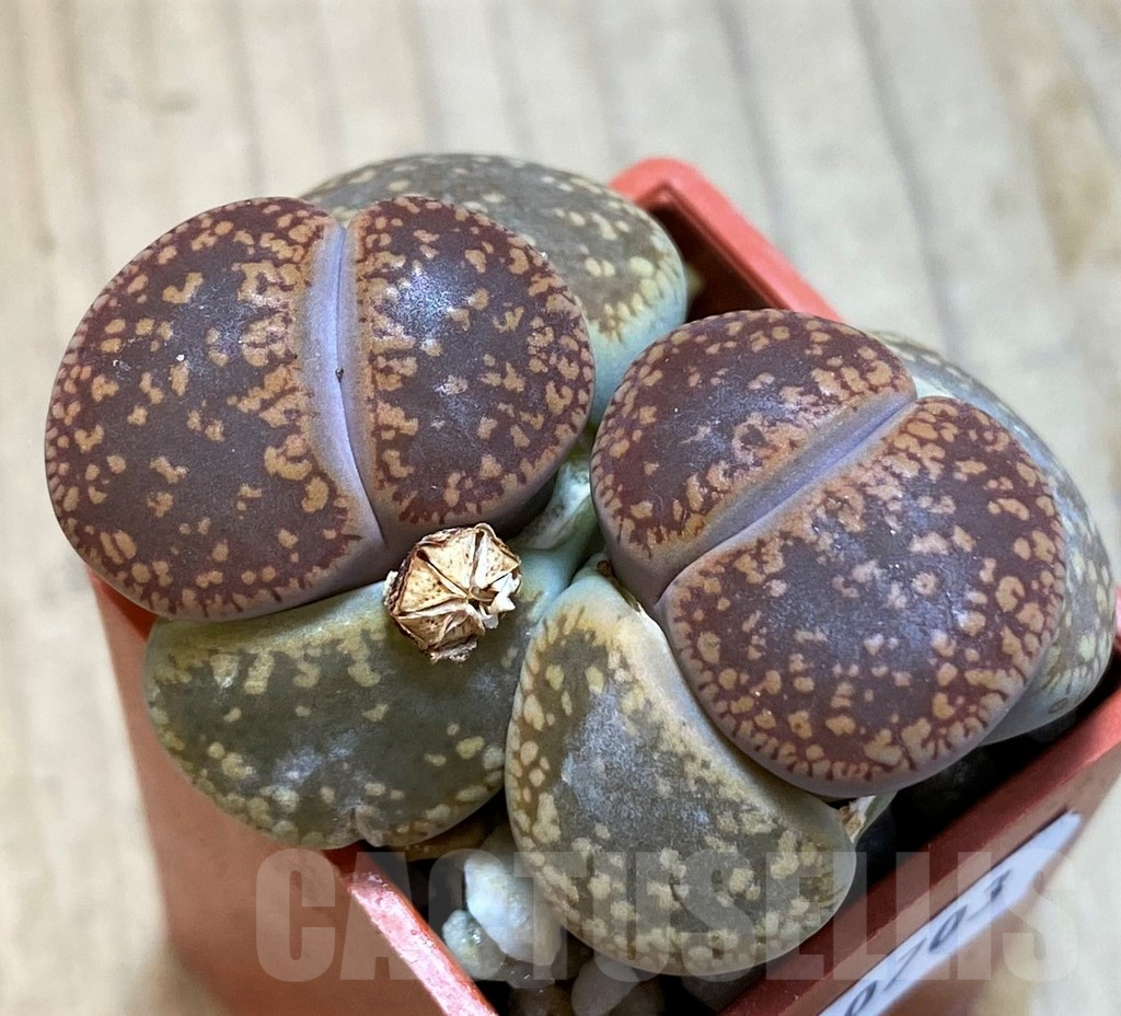 SH10703 Lithops aucampiae