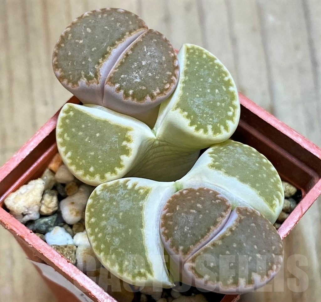 SH10709 Lithops julii v. fulleri