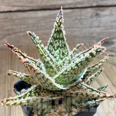 SH10662 Aloe TCT hybrid