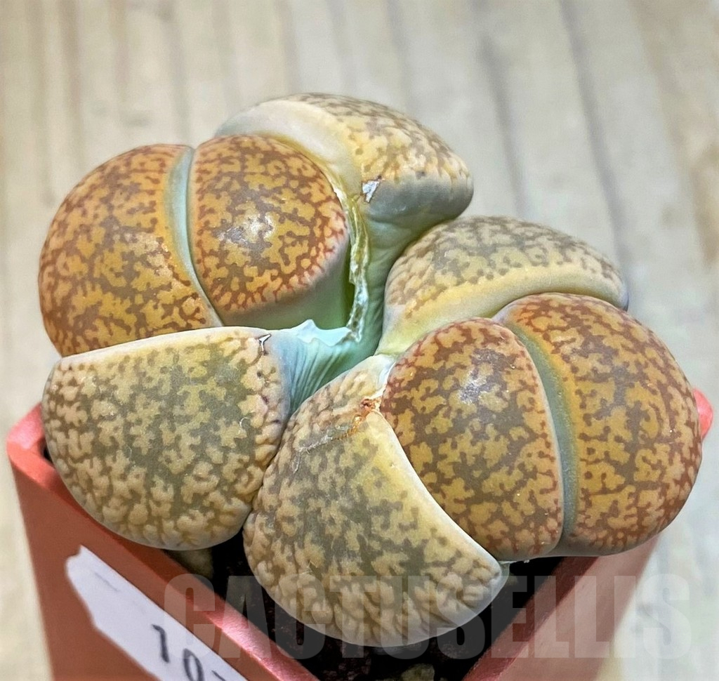 SH10718 Lithops aucampiae v. koelemani