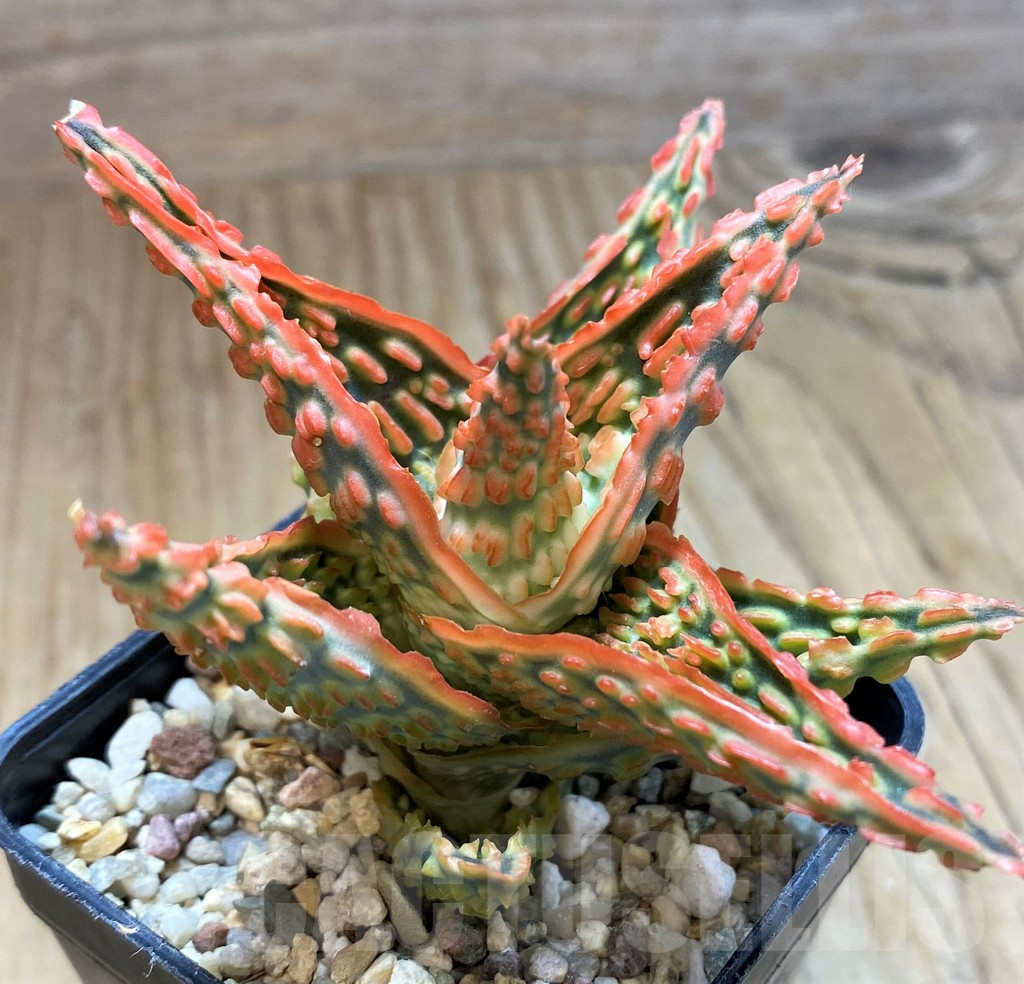 SH10663 Aloe TCT hybrid - Image 3