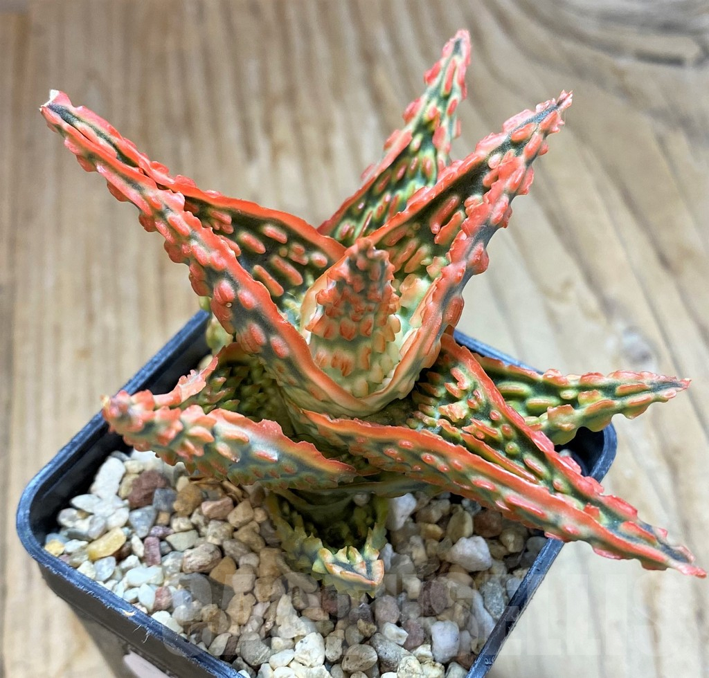 SH10663 Aloe TCT hybrid - Image 2
