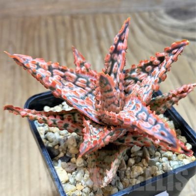 SH10665 Aloe TCT hybrid