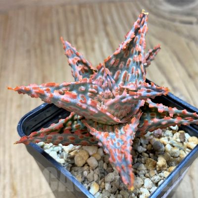 SH10666 Aloe TCT hybrid