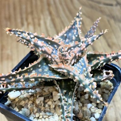 SH10668 Aloe TCT hybrid