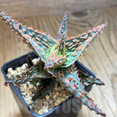 SH10670 Aloe TCT hybrid