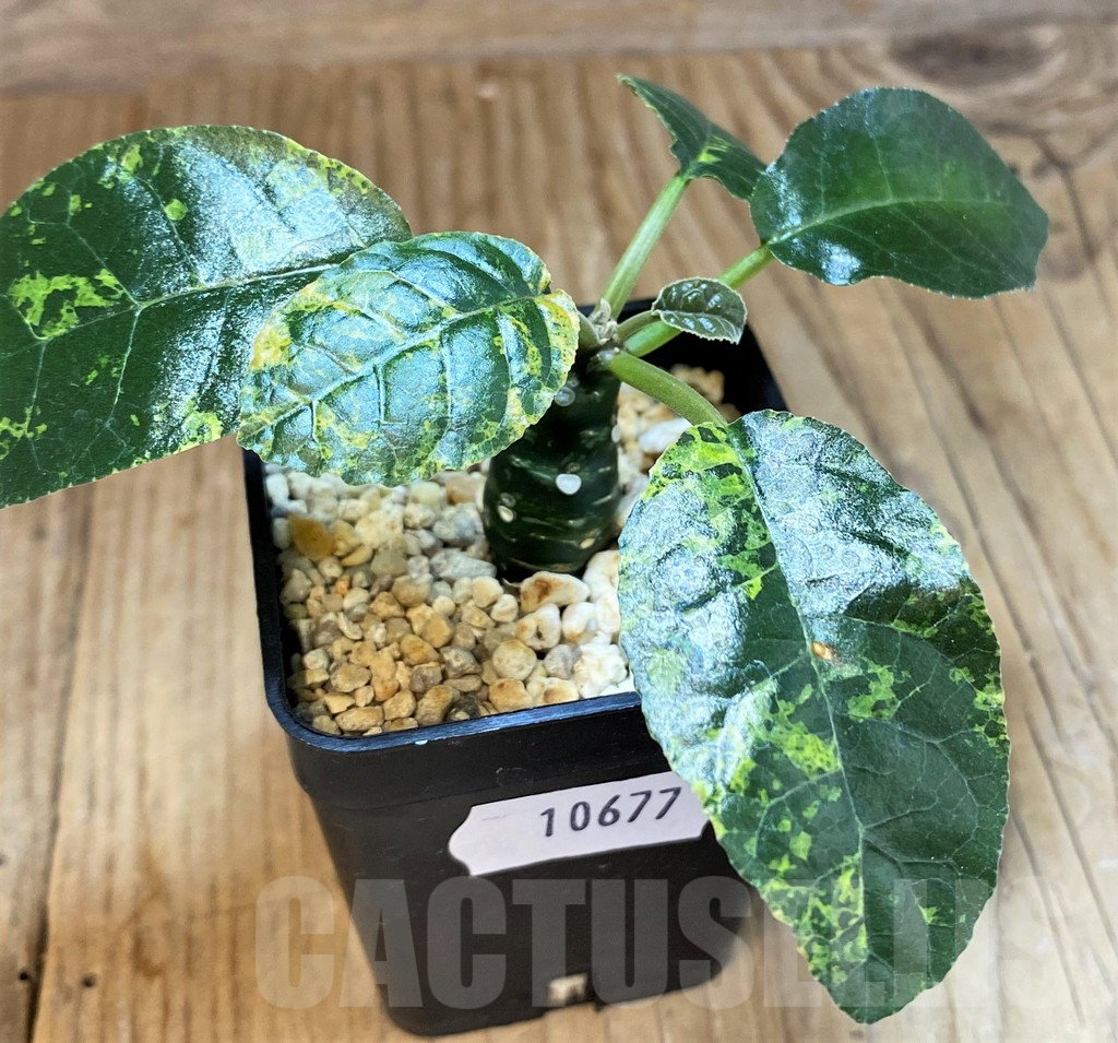 SH10677 Dorstenia foetida f. variegata