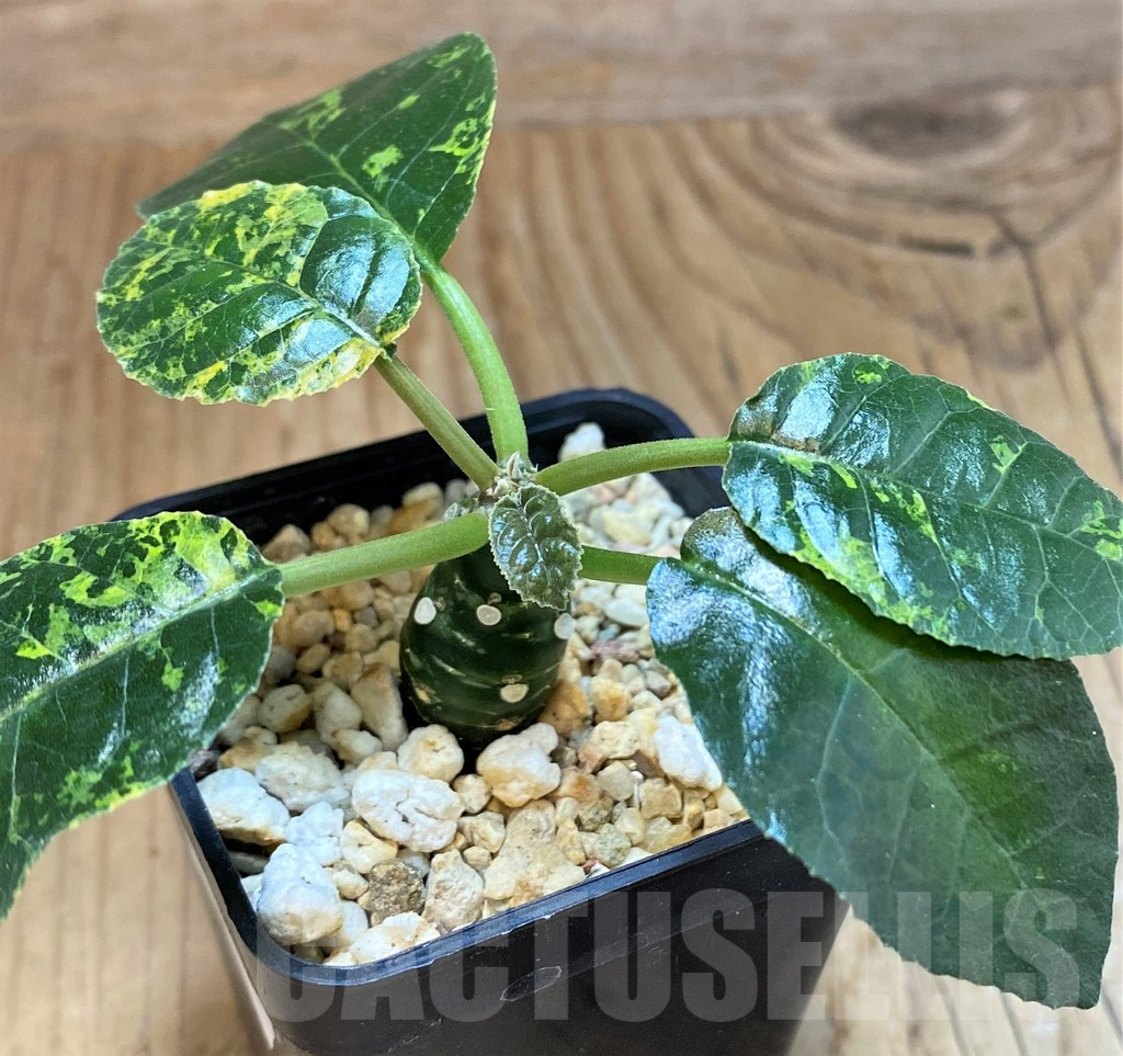 SH10677 Dorstenia foetida f. variegata - Image 2