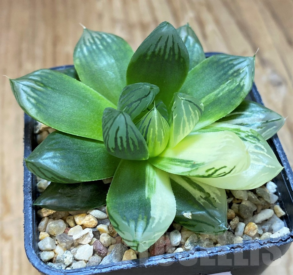 SH10679 Haworthia obtusa f. variegata