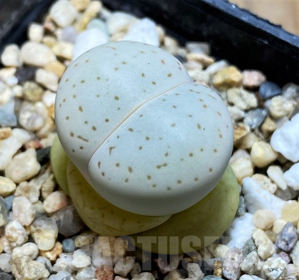 SH10689 Dinteranthus vanzylii