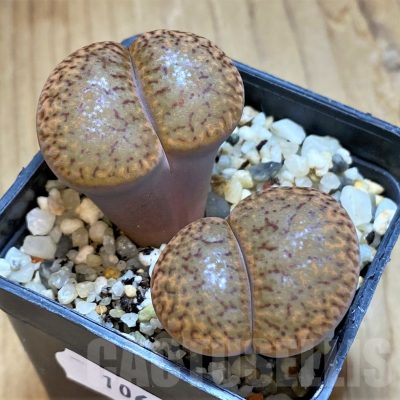 SH10691 Lithops bromfieldii v.glaudinae