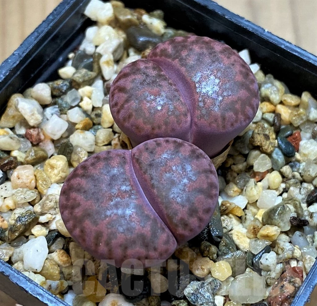 SH10692 Lithops bromfieldii 'Embers' C393A