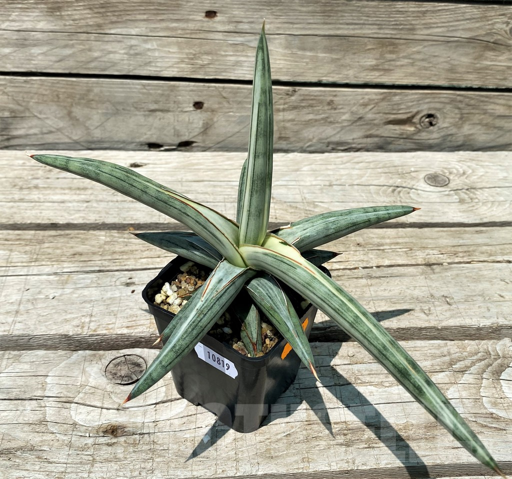 SH10819 Sansevieria ‘Silver Clone’ - Image 2