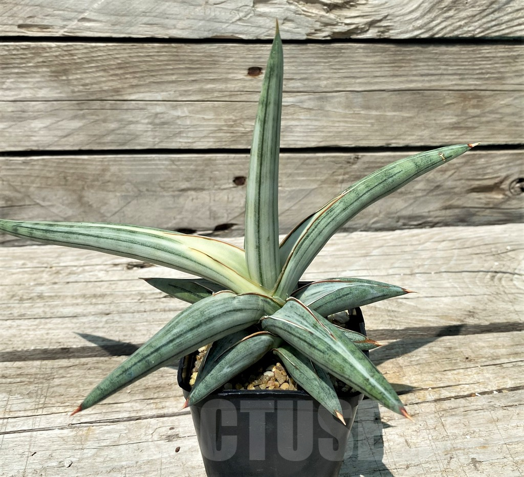 SH10819 Sansevieria ‘Silver Clone’