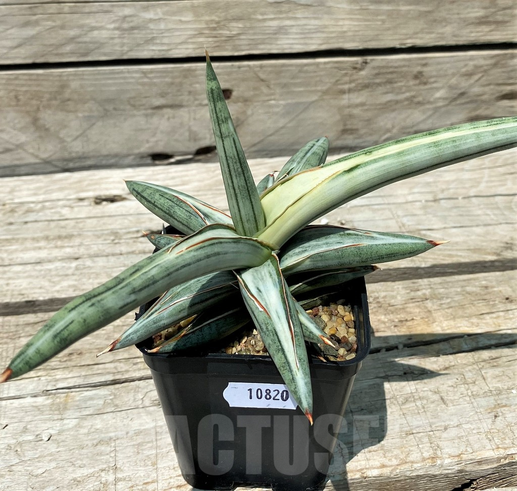 SH10820 Sansevieria ‘Silver Clone’ - Image 3