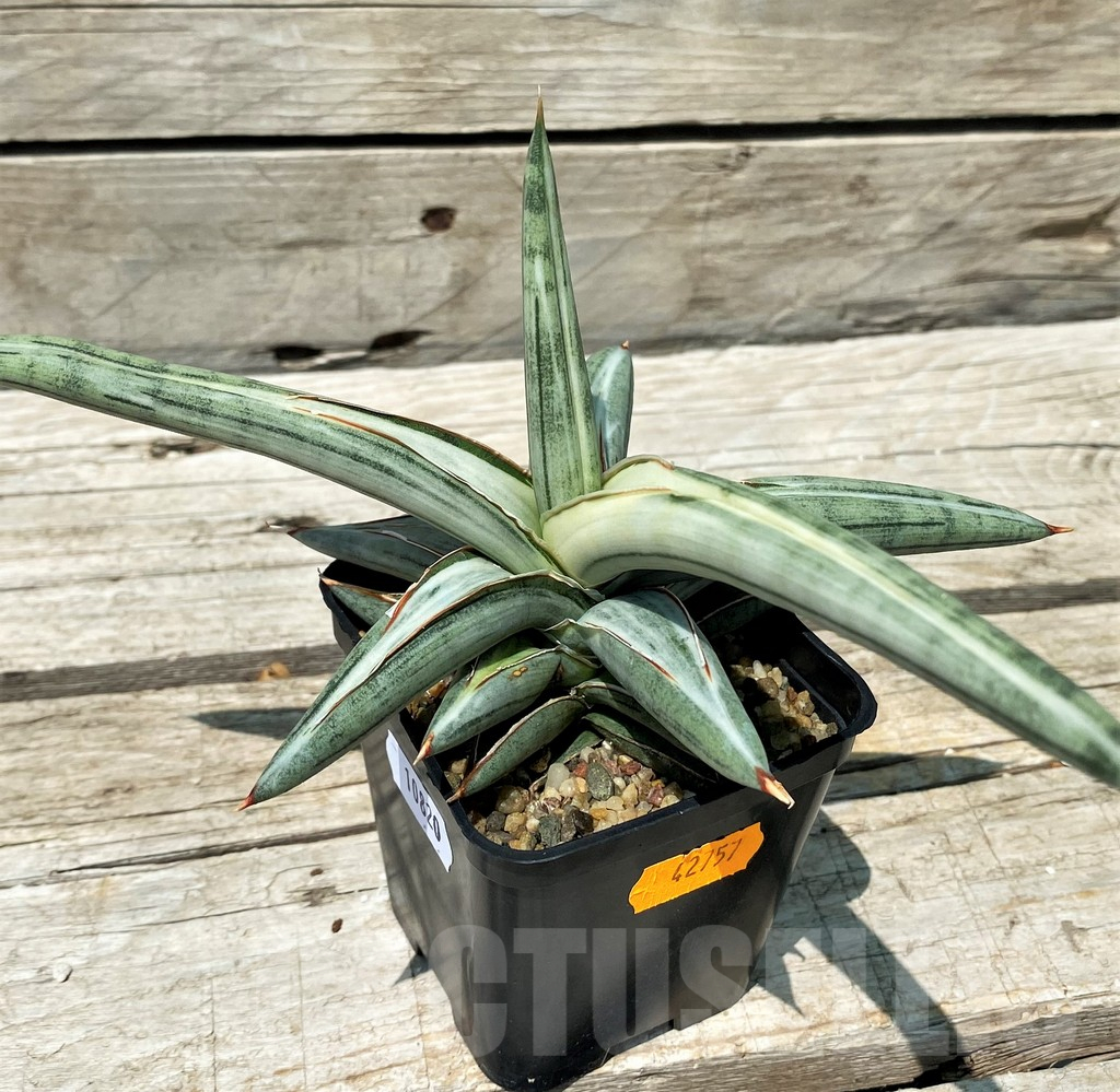 SH10820 Sansevieria ‘Silver Clone’