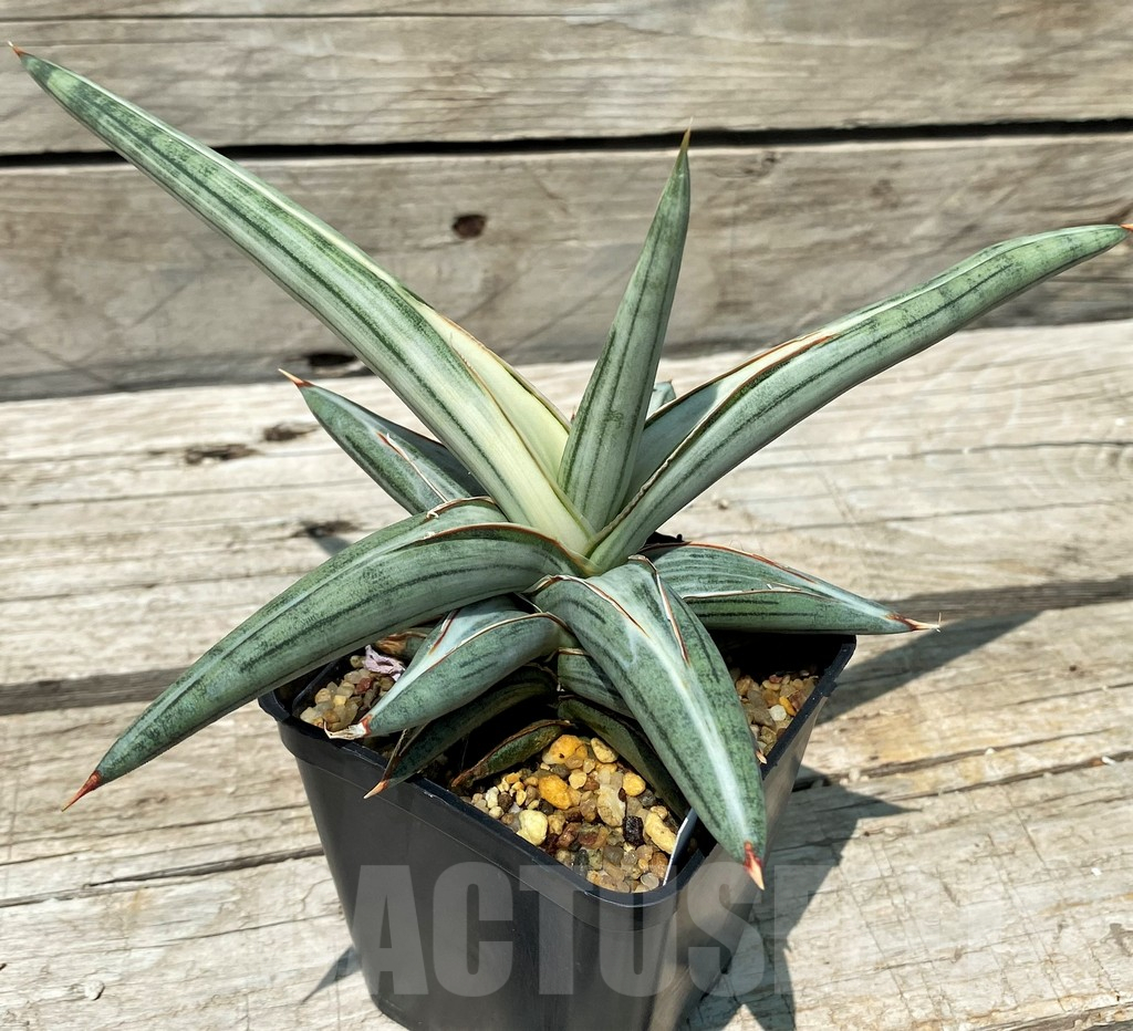 SH10820 Sansevieria ‘Silver Clone’ - Image 2